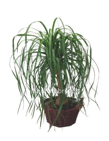 pianta