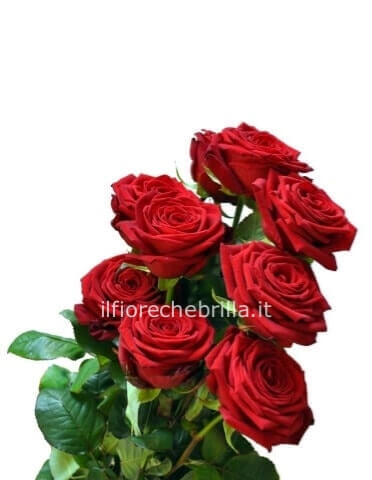 le rose vengono 5 a gambo corto e 8 a gambo lungo