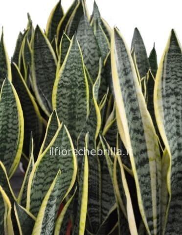 sanseveria