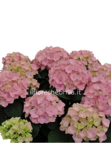 vari colori