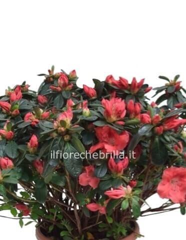 pianta vari colori