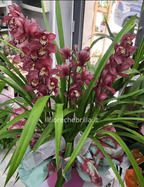 cimbidium orchidea da esterno .