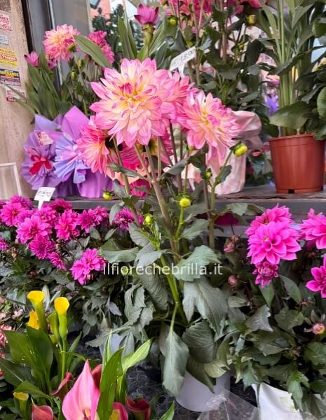 Pianta di Dahlia Grande da confezionare