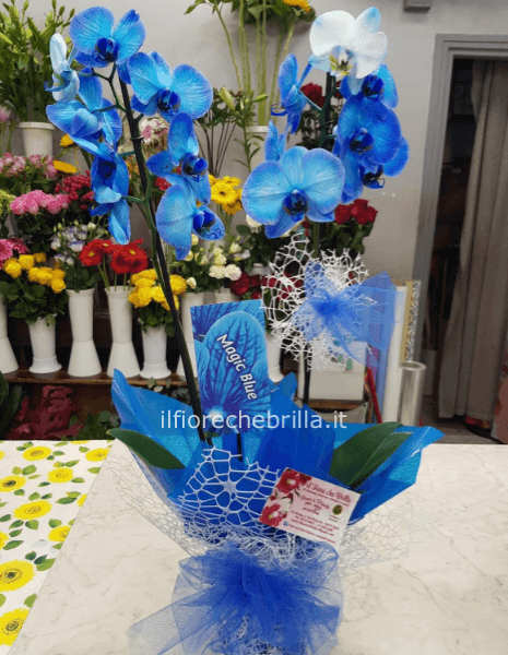 Pianta di Phaleonopsis, diversi colori a richiesta.