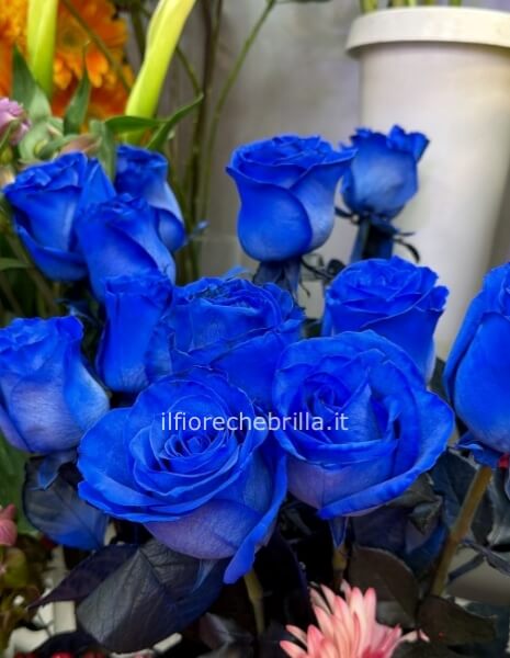 Rose blu acquistare in numero di steli