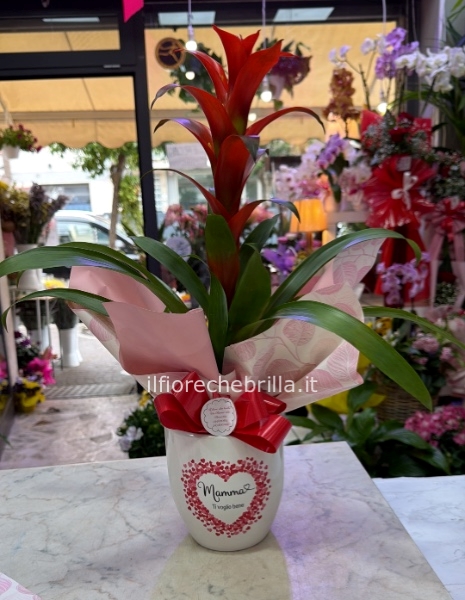 Guzmania con vaso per la mamma