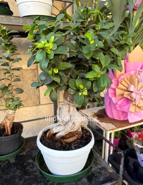 Bonsai grande selezionare 1 stelo e vi verra la pianta