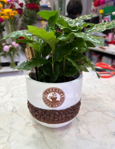 Pianta del caffè con tazza decora