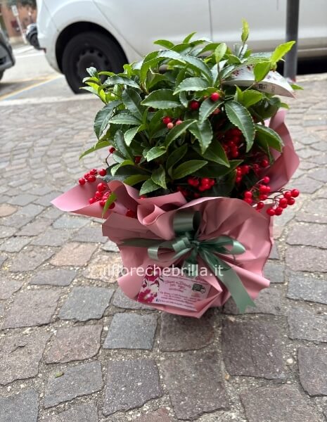 Ardisia con bacche rosse