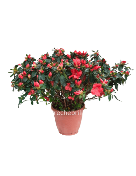 azalea rosa e fuxia