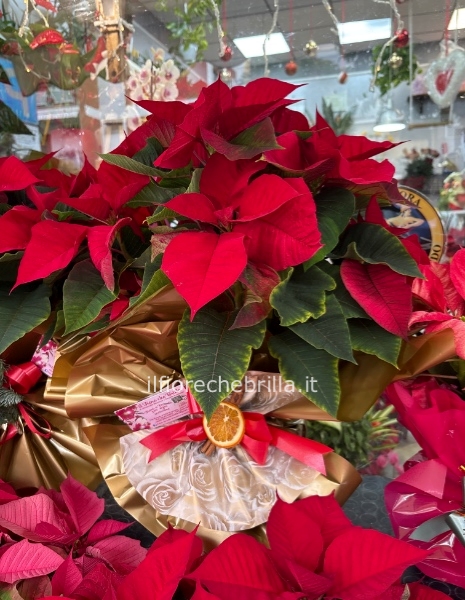 Scatola con pianta di calle