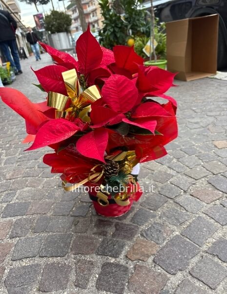 Stella di Natale con cestino