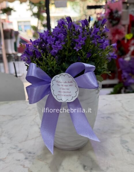 Campanula lilla con vaso decorativo